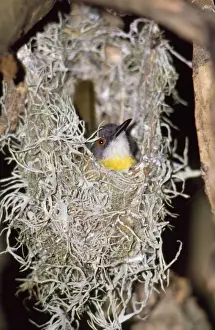 Yellow-breasted Apalis