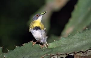 Yellow-breasted Apalis - with grub in beak