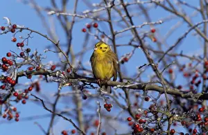 Yellow-breasted Bunting