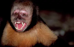 Brazil Prints: Yellow-breasted capuchin / Buff-headed Capuchin / Buffy-headed Capuchin / Golden-bellied Capuchin - With mouth open