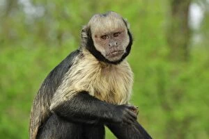 Yellow-breasted Capuchin / Golden-bellied Capuchin