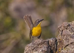 Images Dated 4th July 2012: Yellow-breasted Chat