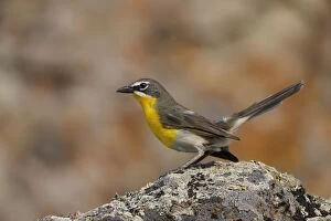Images Dated 4th July 2012: Yellow-breasted Chat