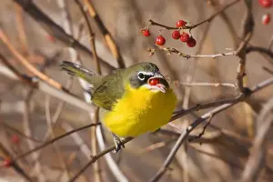 Chat Prints: Yellow-breasted Chat - in winter. Connecticut
