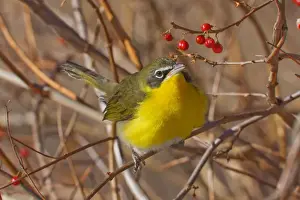 Yellow-breasted Chat - in winter. Connecticut