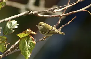 Yellow-browed Warbler - perched on branch, October Isles of Scilly