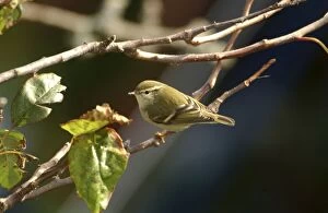 Yellow-browed Warbler - perched on branch, October