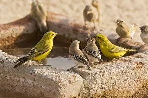 Canaries Gallery: Yellow Canaries - with Scaly-feathered Finches