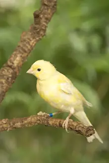 Yellow Canary