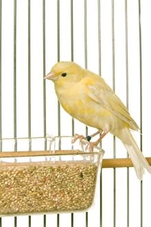 Yellow Canary - in cage