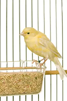 Yellow Canary - in cage