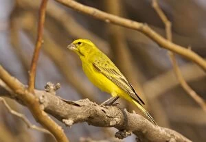 Canaries Gallery: Yellow Canary. perched in tree - South Africa