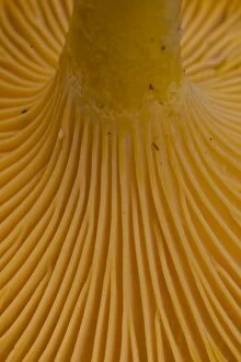 Backgrounds Gallery: Yellow Chanterelle   close up   Sweden