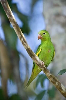 Images Dated 12th July 2010: Yellow-chevroned Parakeet / Chiriri Parakeet