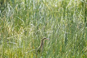Bittern Prints: Yellow / Chinese Bittern - Seychelles