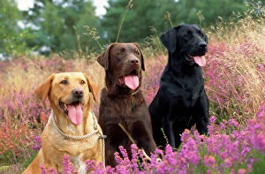 In Field Collection: Yellow Chocolate & Black Labrador Dogs