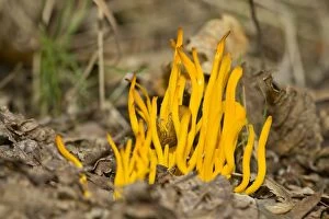 Images Dated 21st October 2014: Yellow Club Fungus