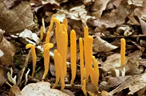 Yellow Clubs fungi - amongst leaf litter - Langley Wood - Wiltshire - UK