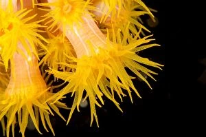 Baleh Gallery: Yellow Coral Polyps Baleh Slope dive site, Gili
