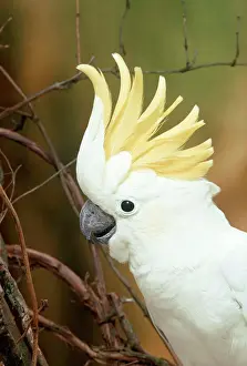 Colourful Prints: Yellow-crested / Lesser Sulphur-crested Cockatoo