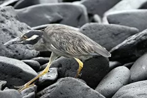 Images Dated 17th April 2005: Yellow crowned Night Heron adult. Espagnola Island. Galapagos Islands