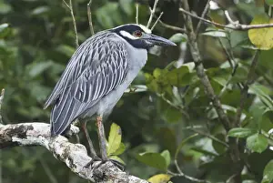 Yellow Crowned Prints: Yellow-crowned Night Heron Cahuita N. P. Costa Rica