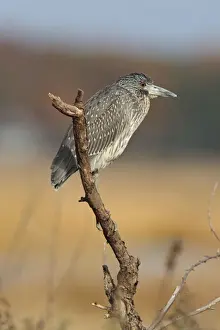 Yellow-crowned Night Heron - immature plumage - perched on branch - CT - October - USA