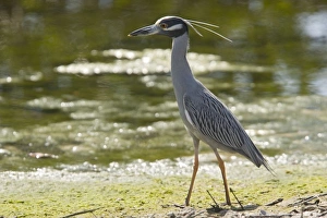 Images Dated 18th February 2006: Yellow-crowned night heron. Mainly nocturnal