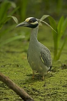 Images Dated 14th April 2014: Yellow-crowned Night Heron in swamp