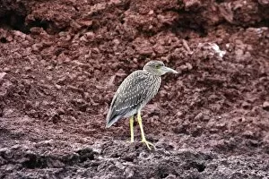 Images Dated 10th April 2005: Yellow-crowned Night Heron young, Espagnola Island. Galapagos Islands
