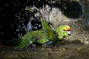 Parakeets Prints: Yellow-crowned Parakeet - bathing on Motuara Island - Queen Charlotte Sound - South Island - New Zealand