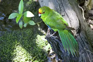 New Zealand Prints: Yellow-crowned Parakeet - Motuara Island - Queen Charlotte Sound - South Island - New Zealand
