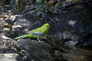 Images Dated 10th February 2011: Yellow-crowned Parakeet - at pool - Motuara Island - Queen Charlotte Sound - South Island - New