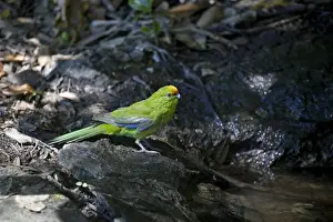 Parakeets Prints: Yellow-crowned Parakeet - at pool - Motuara Island - Queen Charlotte Sound - South Island - New Zealand