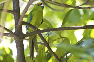 Yellow-crowned Parakeet - Queen Charlotte Sound - South Island - New Zealand