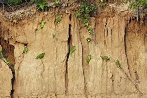 Yellow Crowned Prints: Yellow-crowned Parrot - at clay lick Tambopata Nature Reserve Peru