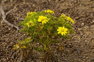 Images Dated 17th November 2007: A yellow daisy bush (Lecocarpus pinnatifidus ), endemic and rare. Floreana, Galapagos