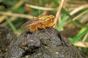 Images Dated 11th November 2010: YELLOW DUNG FLY - On sheep dung
