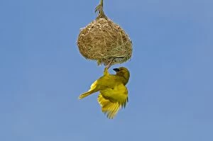Weavers Gallery: Yellow / Eastern Golden Weaver - male displaying on nest