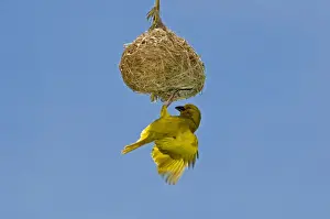Weavers Prints: Yellow / Eastern Golden Weaver - male displaying on nest - eastern coastal strip from South Africa to Kenya