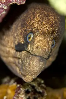 Eels Prints: Yellow-edged / Yellow Margined Moray Eel - Maldives