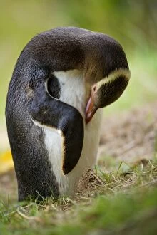 Images Dated 24th January 2008: Yellow-eyed Penguin - adult arranging and cleaning its plumage