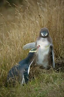New Zealand Gallery: Yellow-eyed Penguin - adult and chick interacting by adult caring for its chick's plumage