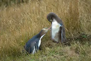 Yellow Eyed Prints: Yellow-eyed Penguin - adult and chick interacting by adult caring for its chick's plumage Otago Peninsula