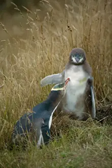 New Zealand Prints: Yellow-eyed Penguin adult and chick interacting by adult caring for its chick's plumage Otago Peninsula
