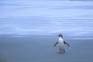 South Island Collection: Yellow-eyed Penguin - adult coming ashore at dusk to feed its chick which is hidden in the coastal