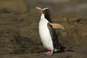 Flipper Prints: Yellow-eyed Penguin- adult flapping