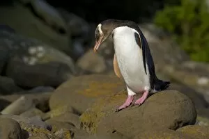 Yellow-eyed Penguin - adult about to hop over rocks to cover the distance from the ocean to its nest hidden in