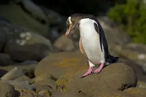 Yellow-eyed Penguin adult about to hop over rocks to cover the distance from the ocean to its nest hidden in the coastal vegetation Curio Bay, Catlins, South Island, New Zealand