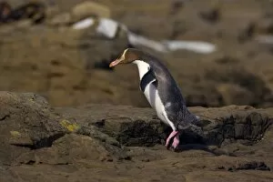 Yellow-eyed Penguin - adult hopping over rocks to cover the distance from the ocean to its nest hidden in the coastal